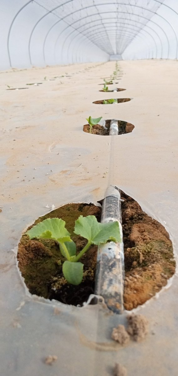 Kirui_KE13's tweet photo. Melon farming, Israel.
#dripirrigation #agriculture #FarmersProtest #melon #agriculturist #Amravati #Kenyachallenge #FoodieBeauty #Foodie #foodblogger #FoodSystems #FoodSystems #foodsecurity #foodbanks #FoodForThought https://t.co/PObt7K7cd0