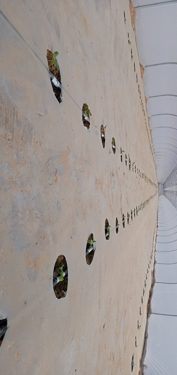Kirui_KE13's tweet photo. Melon farming, Israel.
#dripirrigation #agriculture #FarmersProtest #melon #agriculturist #Amravati #Kenyachallenge #FoodieBeauty #Foodie #foodblogger #FoodSystems #FoodSystems #foodsecurity #foodbanks #FoodForThought https://t.co/PObt7K7cd0