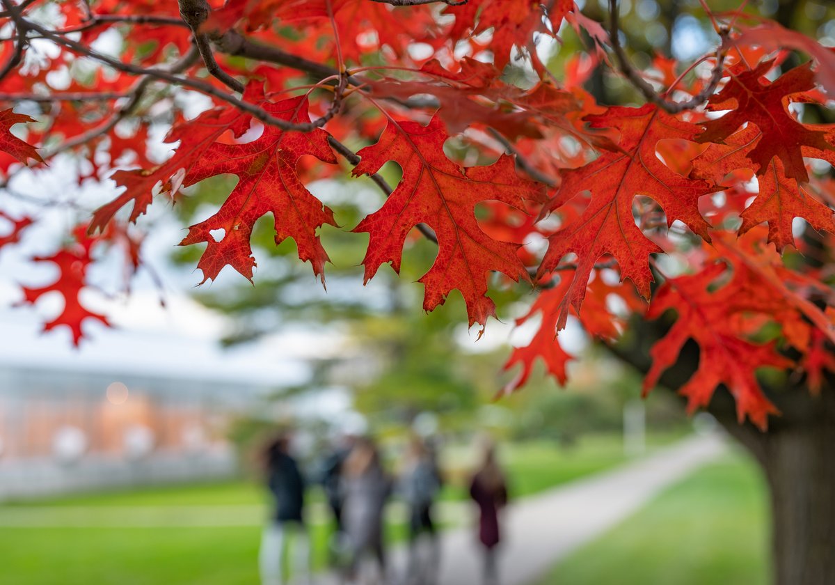 michiganstateu's tweet photo. Autumn leaves falling down like pieces into place, and I can picture it after all these days. #RedTaylorsVersion https://t.co/VGAZEMQ4Ko