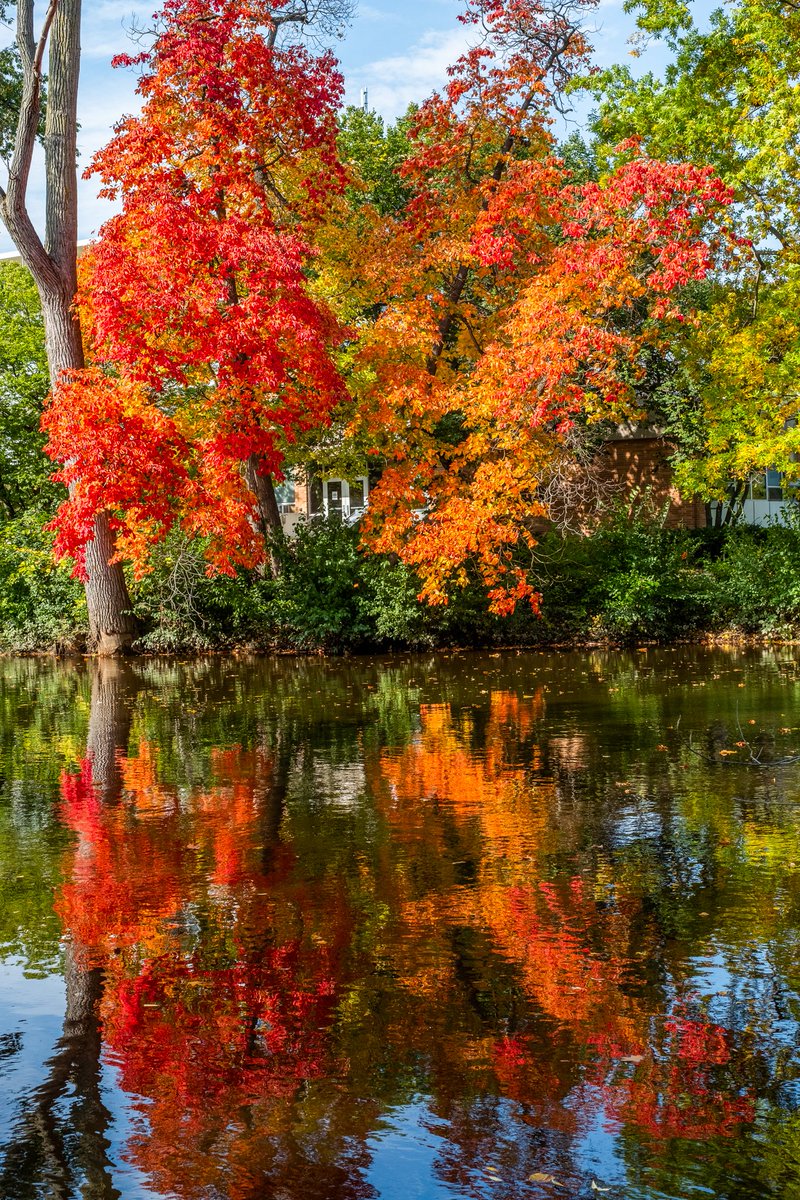 michiganstateu's tweet photo. Autumn leaves falling down like pieces into place, and I can picture it after all these days. #RedTaylorsVersion https://t.co/VGAZEMQ4Ko