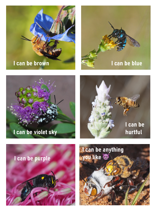 BeeBabette's tweet photo. Jumping on the bandwagon with our Aussie bees
#BeeBabette #OzPollinators #ICanBe #GraceKelly https://t.co/UZE5AU1Xso