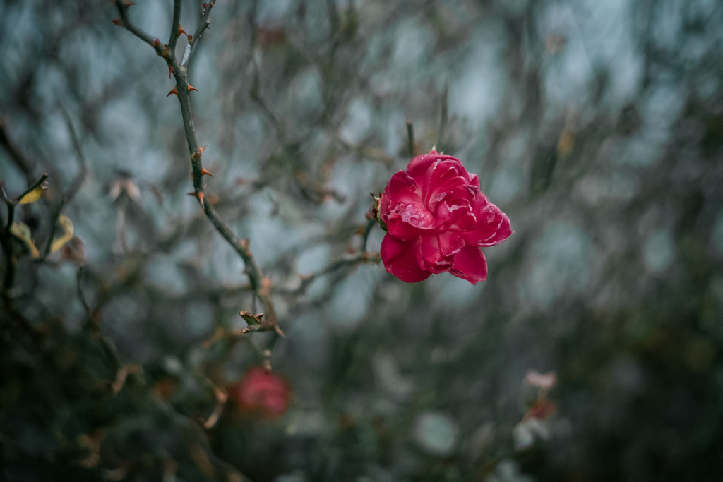 derteufel_'s tweet photo. i´ve testet my new zeiss zm planar on my fuji x-t2. great lens! here are some samples https://t.co/tZ9AxnpLIi
#photography #Zeiss #manuallens #fujifilm #xt2 #Planar #carlzeiss #zm #mmount #fuji https://t.co/XyZDUVNpcD