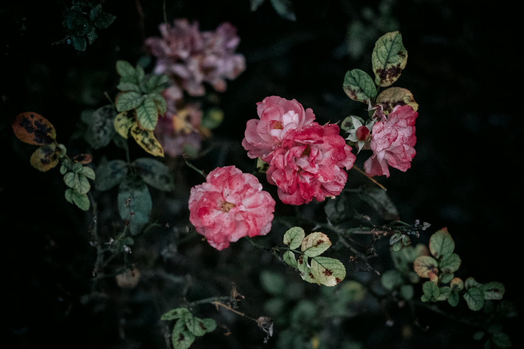 derteufel_'s tweet photo. i´ve testet my new zeiss zm planar on my fuji x-t2. great lens! here are some samples https://t.co/tZ9AxnpLIi
#photography #Zeiss #manuallens #fujifilm #xt2 #Planar #carlzeiss #zm #mmount #fuji https://t.co/XyZDUVNpcD