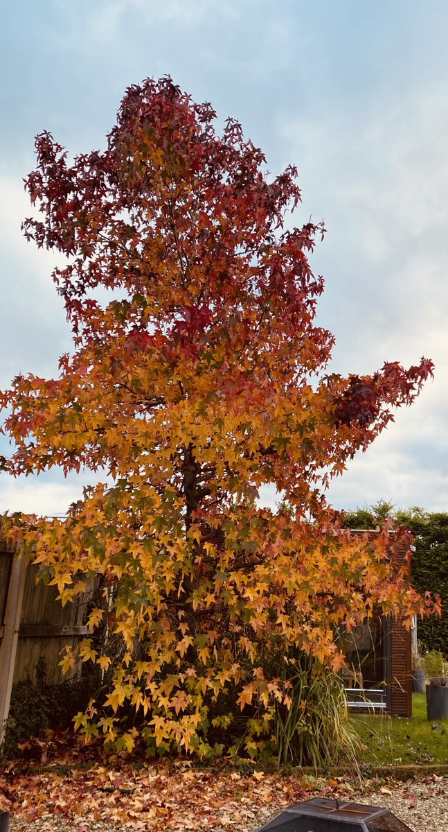 eleanor_tavener's tweet photo. Most of the year, she quietly grows in my garden, and I walk past her. But every autumn she screams ‘hey, look at me, I’m fabulous!’. When do you do this? We all have fabulous moments to shout about. #findyourtime https://t.co/GiupdQWsBS