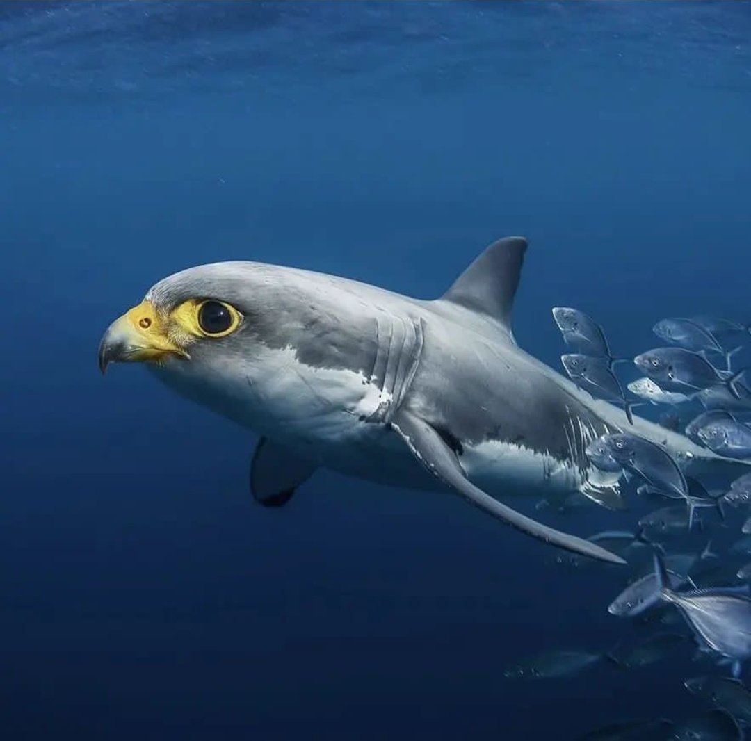 морская лошадь. странные животные гибриды. живые гибриды. гибриды животных. скрещенные животные.