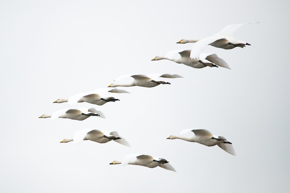 Simon Gray (@simongray14) on Twitter photo Quick trip to the shores of Strangford at low tide this morning and just the right time to catch a flock of whopper swans coming in overhead <a href="/BTO_NIreland/">BTO Northern Ireland</a> <a href="/NTStrangford/">NT Strangford Lough</a> <a href="/StrangfrdLecale/">@StrangfrdLecale</a> #whooperswans #winter #strangford Quick trip to the shores of Strangford at low tide this morning and just the right time to catch a flock of whopper swans coming in overhead <a href="/BTO_NIreland/">BTO Northern Ireland</a> <a href="/NTStrangford/">NT Strangford Lough</a> <a href="/StrangfrdLecale/">@StrangfrdLecale</a> #whooperswans #winter #strangford