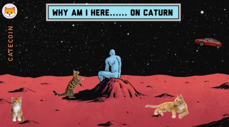 CateCoin tweet media