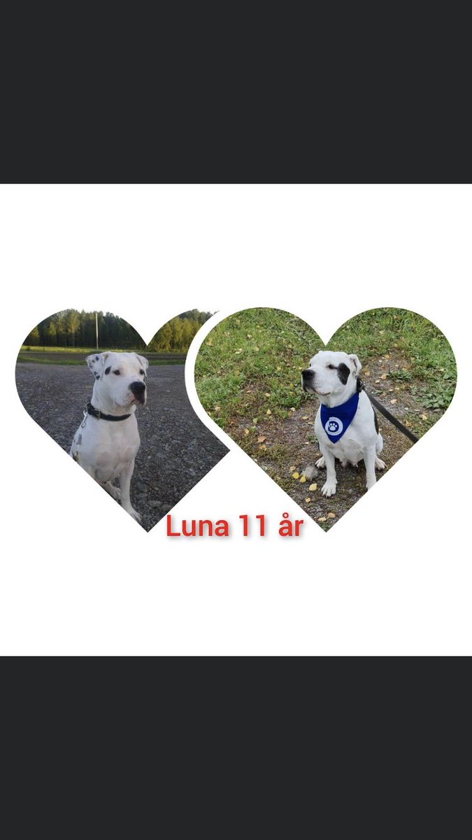 jlindvall50's tweet photo. Hurra för denna snygging idag .11bast ❤️🐶#Staffe https://t.co/aBfl7xBJZH