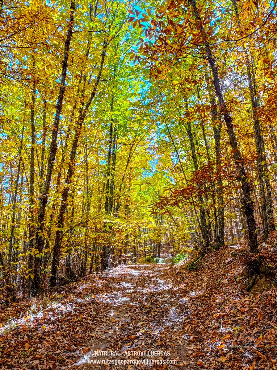 Te lo estás perdiendo????? Nosotros no 😍😍. Vente!!!!!
🍁🍂🍁🍂🍁🍂🍁🍂🍁🍂🍁🍂🍁🍂🍁🍂🍁🍂🍁🍂🍁🍂
#rutasgeoparquevilluercas #otoño
<a href="/Extremadura_tur/">Extremadura Turismo</a> <a href="/VilluercasGPark/">Villuercas-Ibores-Jara Geoparque Mundial UNESCO</a>