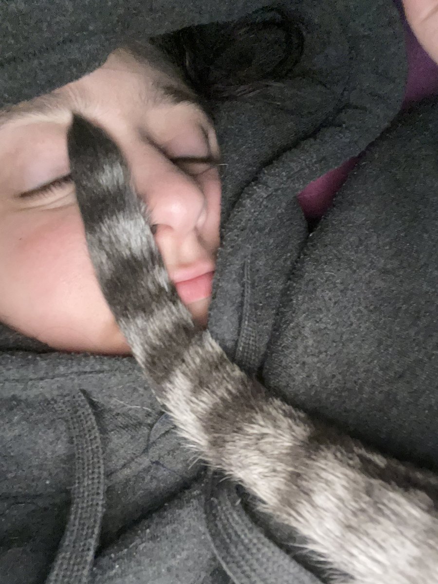 FatcatCreates13's tweet photo. #tailselfie #thankscat #whosebedisitanyway https://t.co/toRHGBYPMk