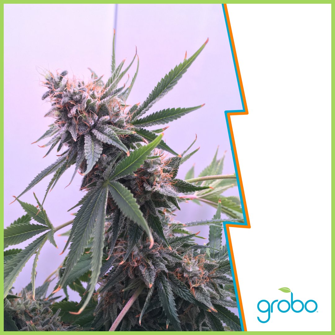 This cannabis flower looks incredible 🤤 

Grobo is designed to make growing high-quality cannabis effortless. With Grobo, you could grow amazing cannabis just like this plant! 

#grobo #grobogrow #cannabis #growbox #automatedgrowbox #DWC #indoorgrower #indoorplants
