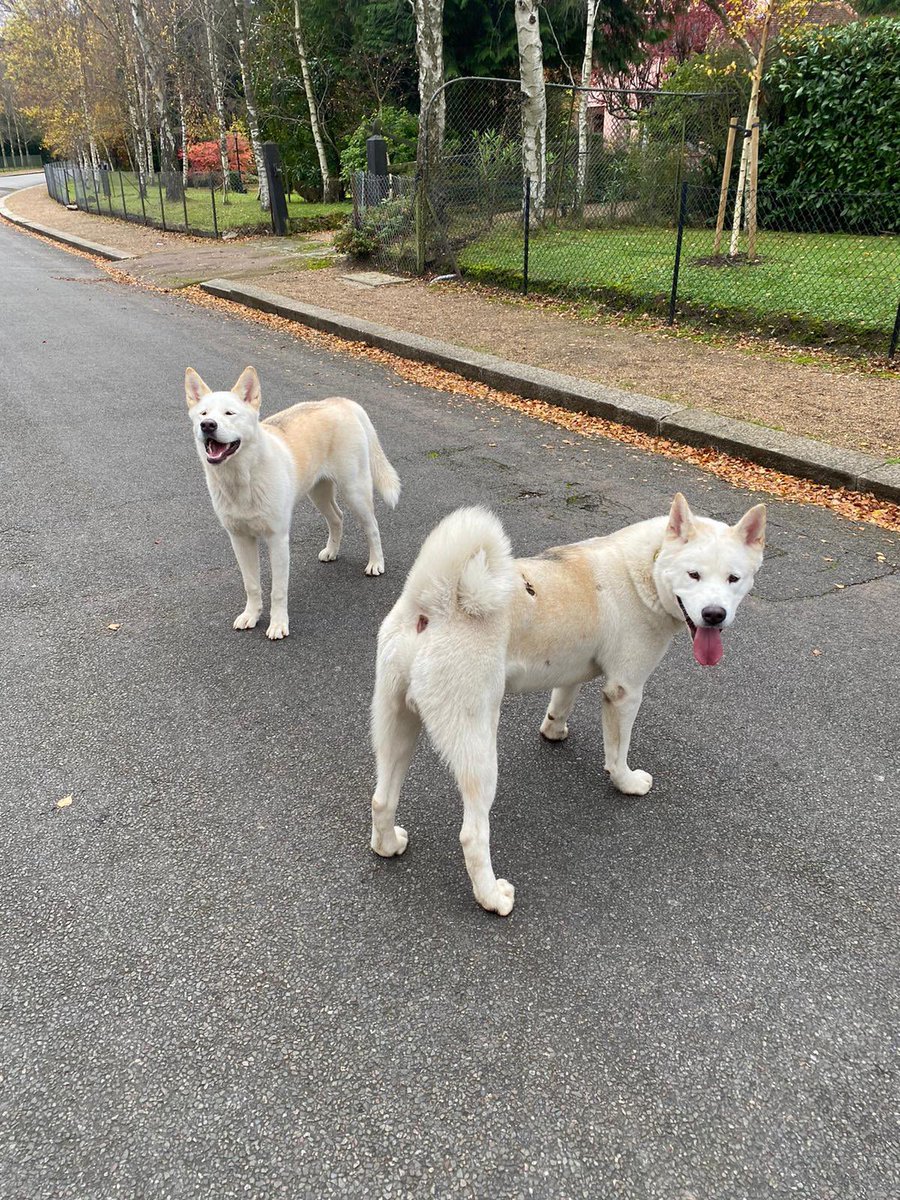 2 dogs just found wandering in #Purley #Croydon no collars, distressed of anyone has any info I’m with them now. @DogslostUK @DogsofTooting @MissingPetsGB @FINDMISSINGDOGS #dogs #dogsofinstagram