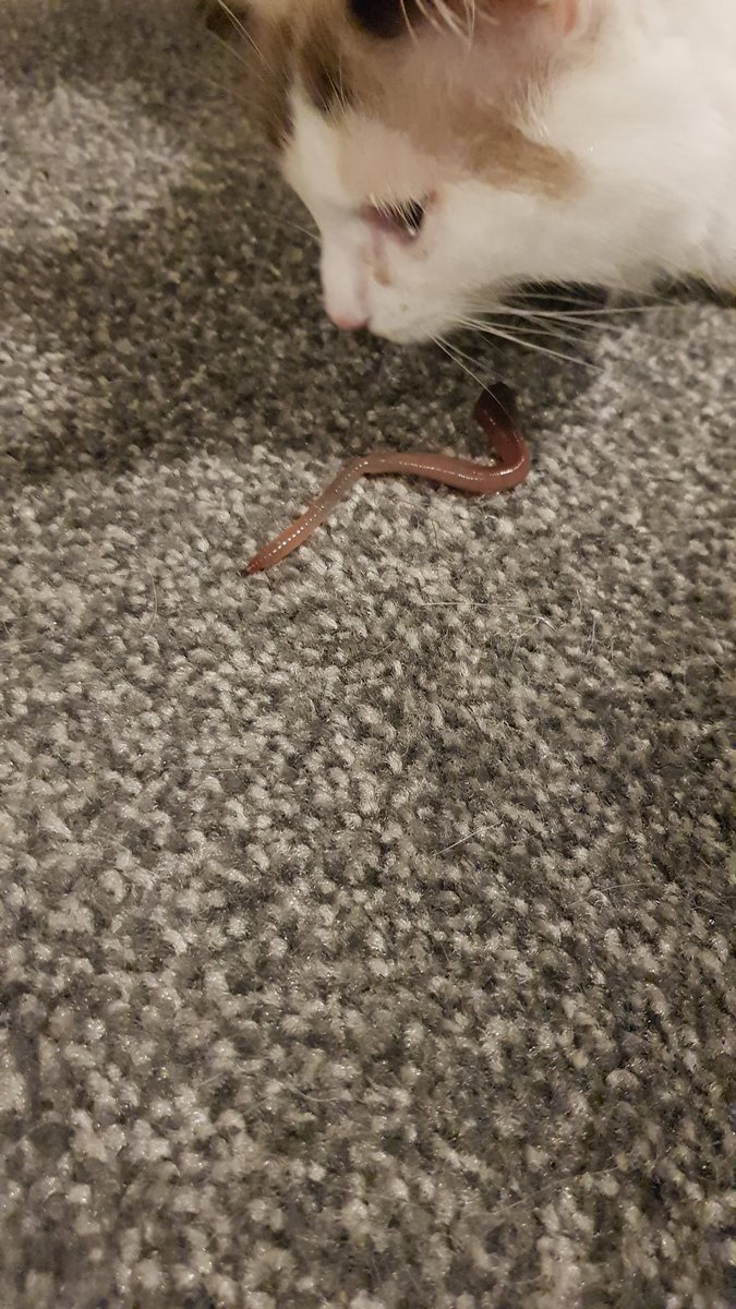 Kakiwee's tweet photo. @sueperkins Ghost says "here is a worm to cheer you up" https://t.co/ZbVjuVg0NV