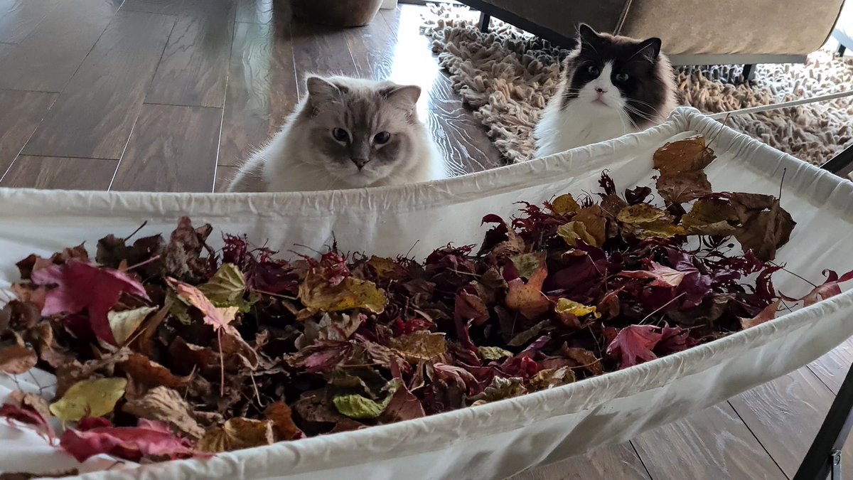 xiedubbel's tweet photo. Cats and a hammock full of leaves 🍃🍂

https://t.co/nXAtudBabv

#hammockfun #leaves #funnycats https://t.co/RrKUlS7krd
