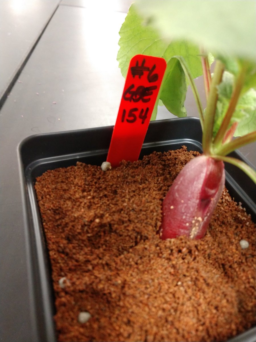 Jefferson MS Space Farmers tweet media