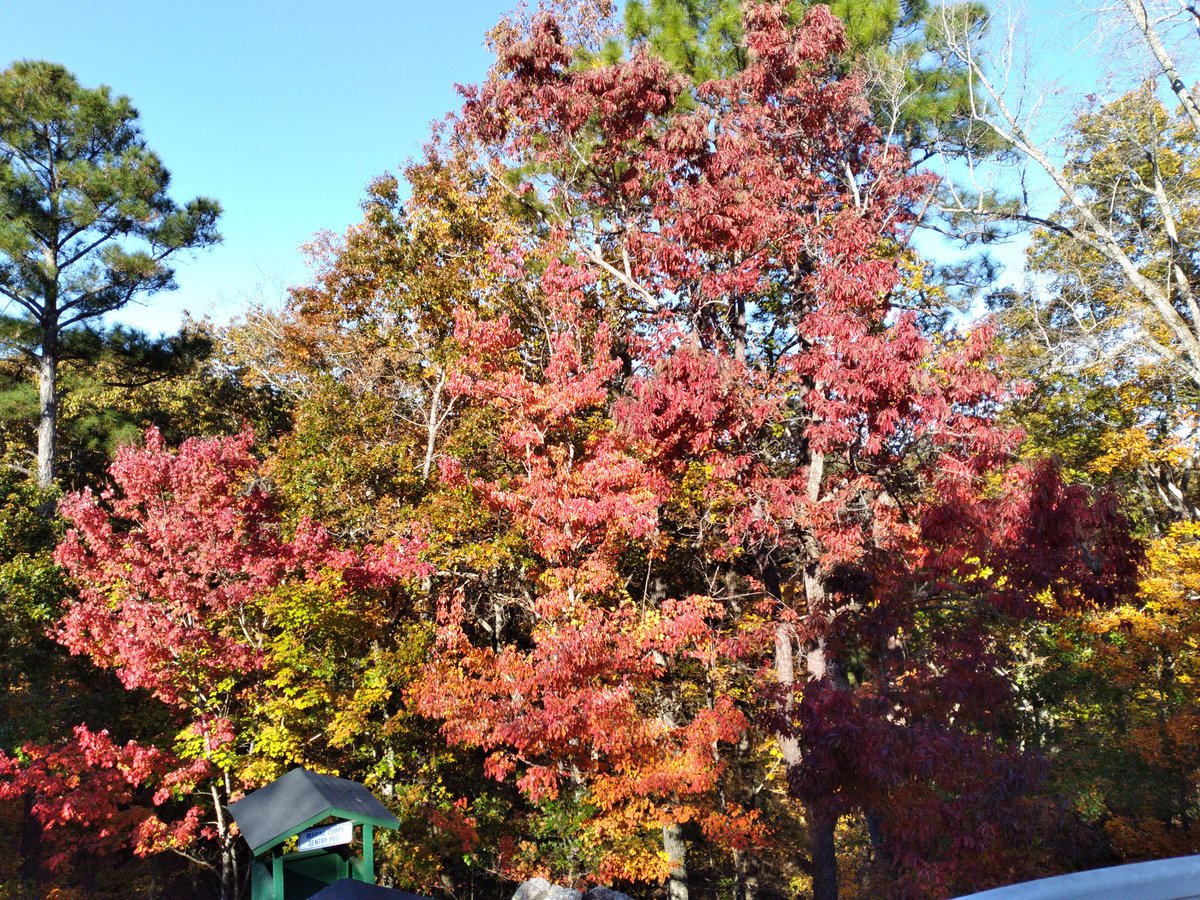 OfficialLWH's tweet photo. Come and check out these beautiful fall leaves in our parking lot and on site. The maple,and chestnuts are beautiful this year.  #FDR #lwh #daytrip #GaStateParks  #GaLeafWatch #fallyall #fallcolor #leafwatching https://t.co/l31TtCbFNU https://t.co/WflzSnGMPv