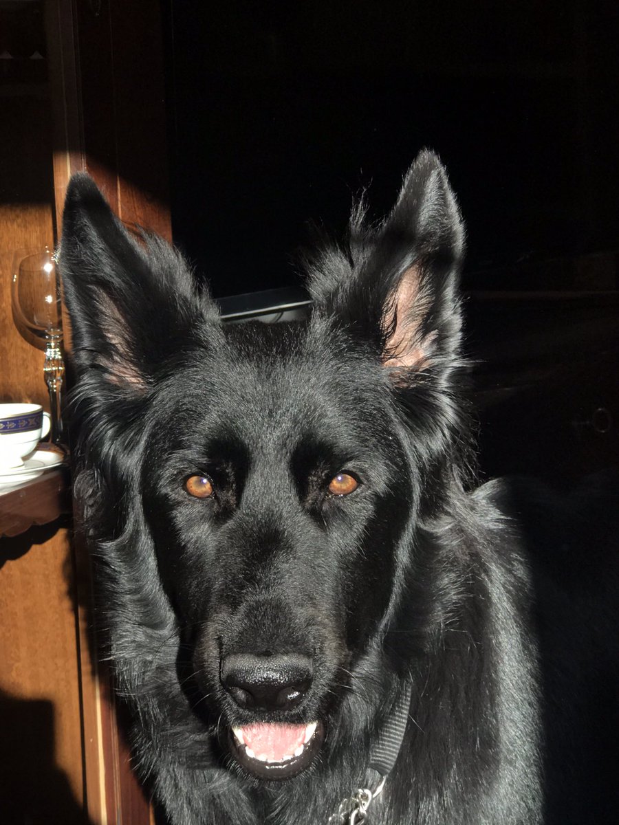 mmartafb's tweet photo. mi perra la más preciosa si lo digo https://t.co/BcZDDjAcze