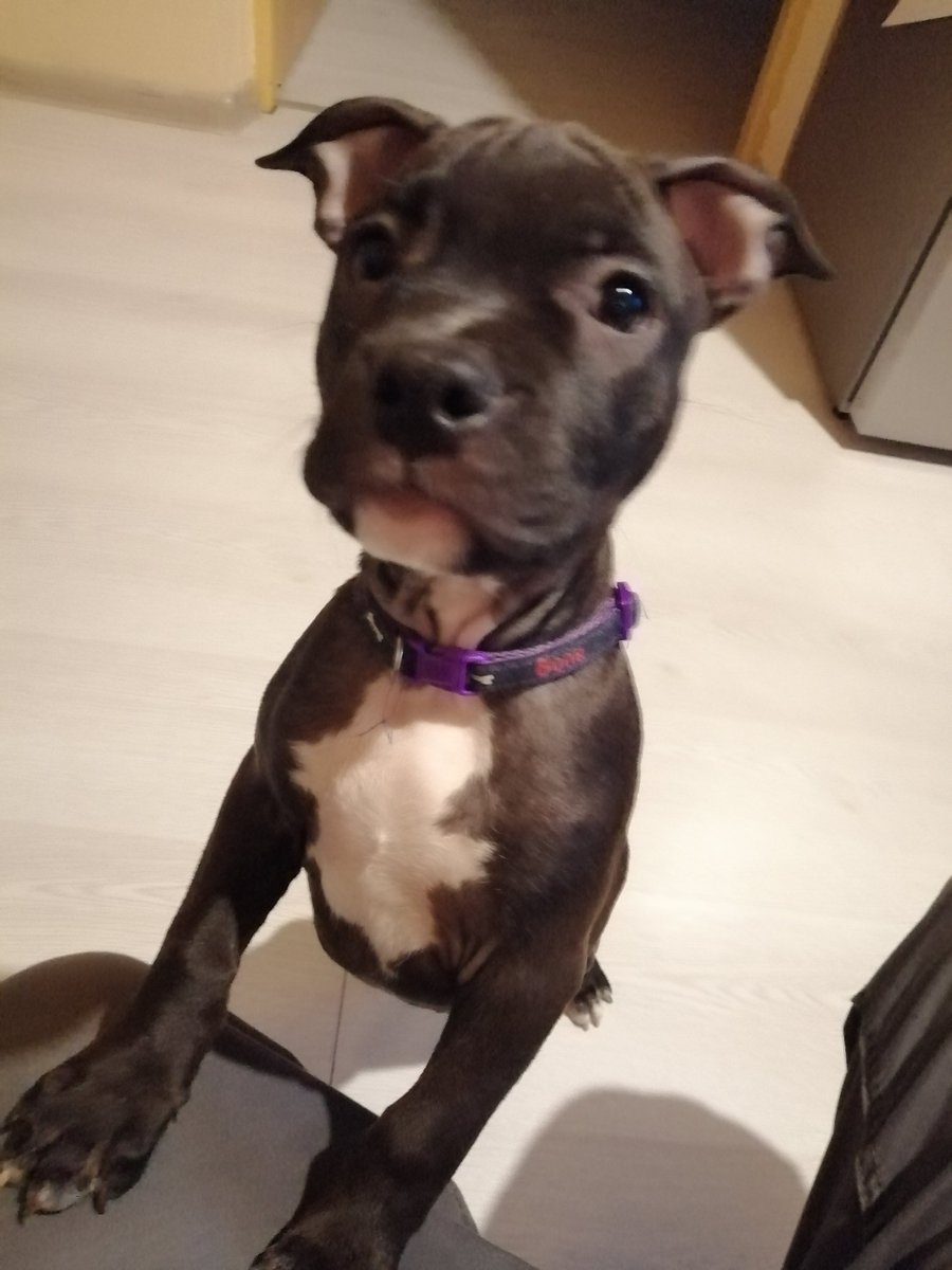 Piskott10's tweet photo. A je doma :) #lara #pes  #dog #mazel #stenatko  #princezna #Princess #Hund #mazlík #staford #fenka #zlaticko https://t.co/Ju2xUs3YE0