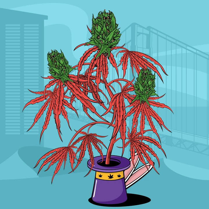 Crypto_Mullet's tweet photo. @royalqueenseeds #GetWeed and #KeepOnGrowing ๐๐ค https://t.co/U2KWNEOHbG