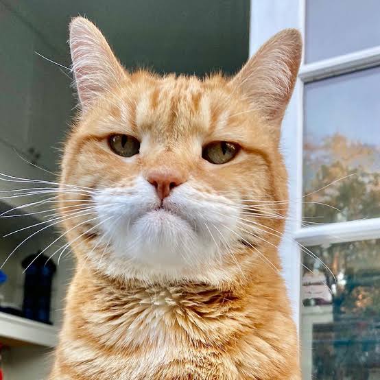 ☀️น่ารักแบบน้องไบร์ทมีที่ไหน tweet media