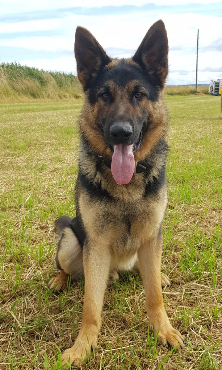 PSOSDogs's tweet photo. In the early hours this morning a drunk driver made off from police in the Falkirk area.  PD Saul was deployed to track.  He located the male hiding in a wooded area. #PDSaul #KeepingPeopleSafe @ForthValPolice https://t.co/Yuz49g5FQ9
