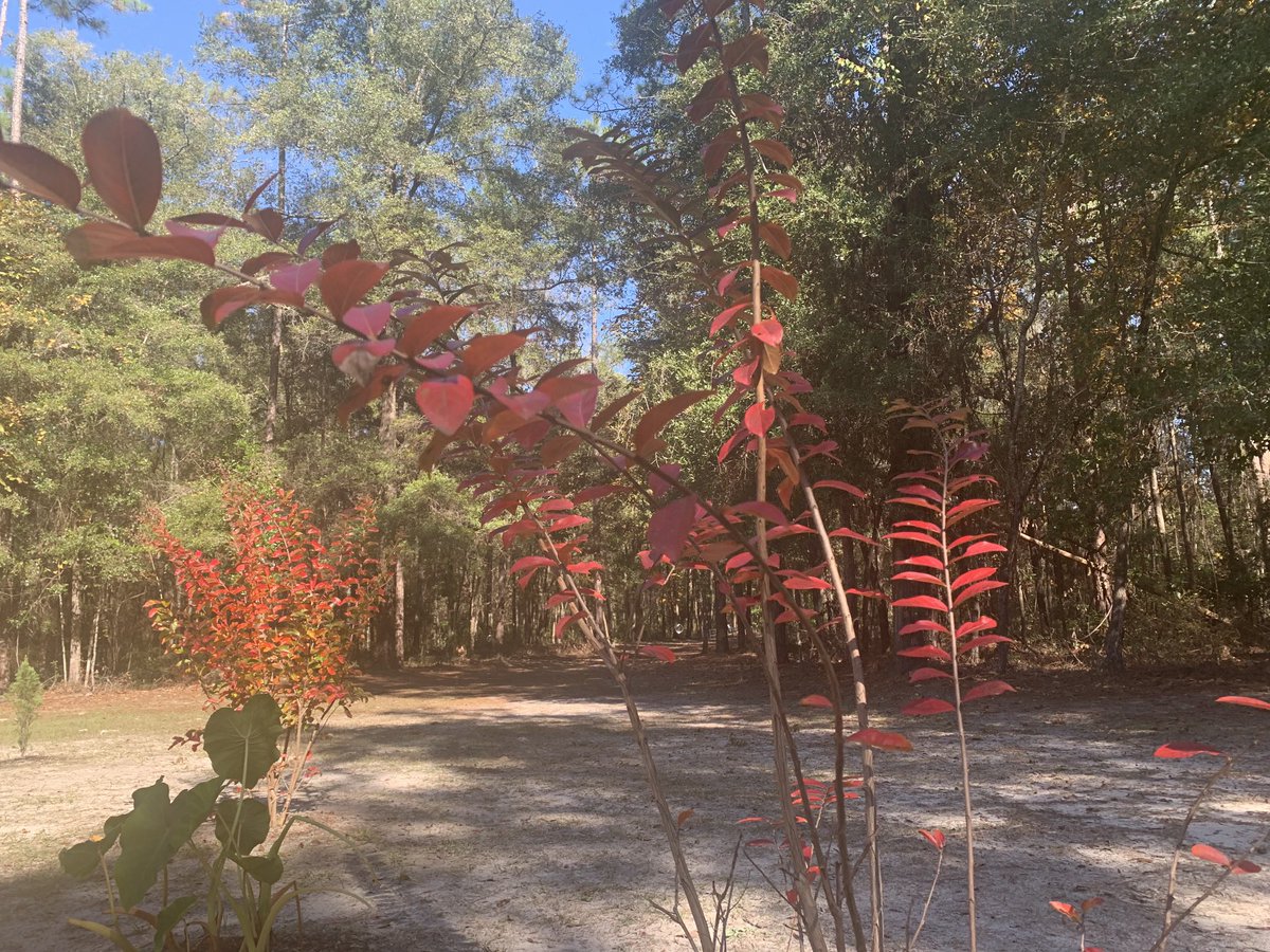brookerbeach's tweet photo. Fall @IchetuckneeForest https://t.co/GELvjVkrNX