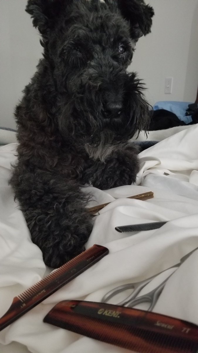 ginadibee's tweet photo. yes, I came in with burrs all over & had to use papa's #Kent beardcombs to get them out....#wooly dog...💕
But tracking #wildboar is hard work... #Ontario @ofah
#KerryBlueTerrier #fiercelyloyal #afraidofnothing #invasivespecies keep your 👀 open in @GreyCounty
#GreyBruce 🇨🇦 https://t.co/NPZH6PqX5P