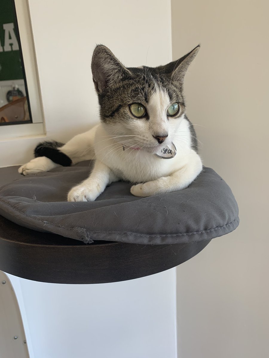 Taylor Petras tweet media