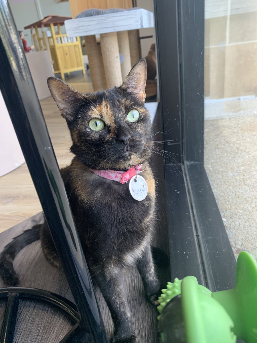 Taylor Petras tweet media