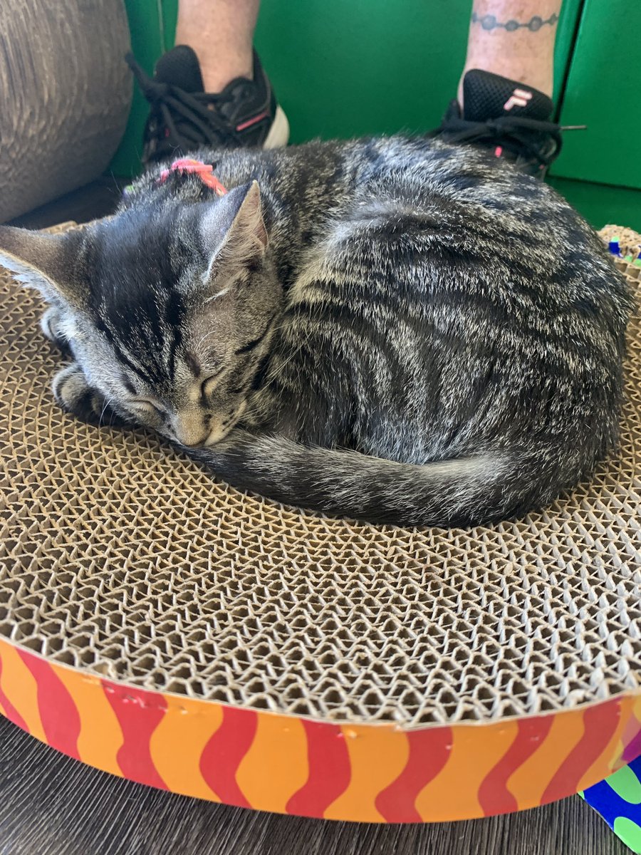 Taylor Petras tweet media