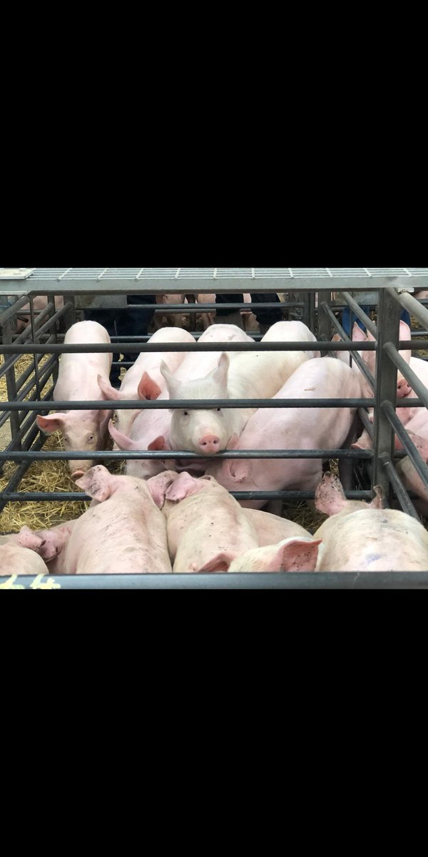 This lovely pen of 5 pigs made just £24 each today at Selby, absolutely heartbreaking for the person who reared them to that weight. Weaners were lucky to make £10 each, how can this continue