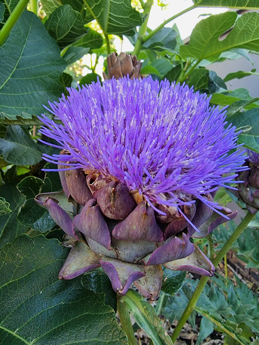Artichokes are in bloom for pollinators to enjoy in the garden 😍