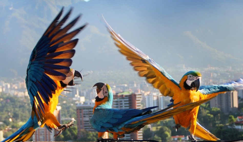 gassil1's tweet photo. Amo Venezuela, su crecimiento, su idiosincracia, su voluntad ferrea de defender su derecho de existir y ser una Patria Grande y Bonita, hoy sus notas musicales surcarán los cielos junto a las Guacamayas autonoma#LaOrquestaMásGrandeDelMundo https://t.co/MKwUYvrDOA