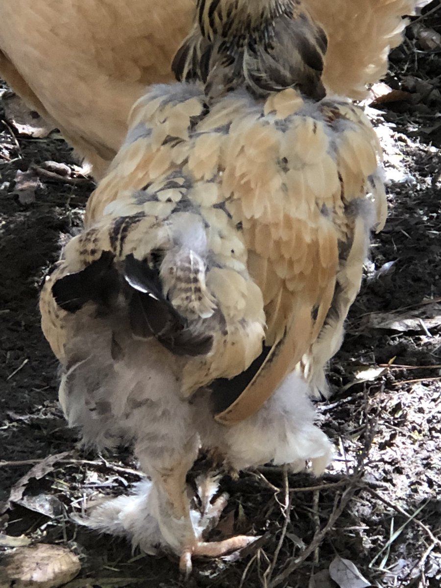 k9kayaks's tweet photo. This poor girl looks naked #BuffBrahma #molting https://t.co/FQFYdagHb2