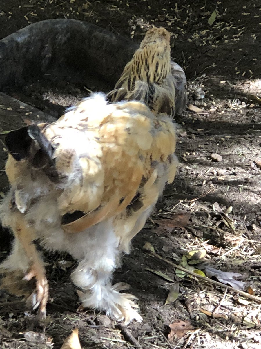 k9kayaks's tweet photo. This poor girl looks naked #BuffBrahma #molting https://t.co/FQFYdagHb2