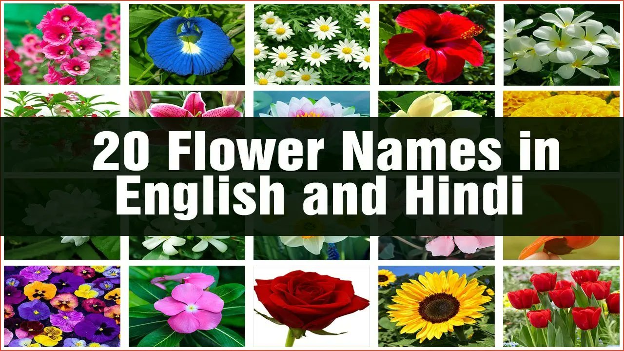 Pictures Of Flowers With Names For Kids