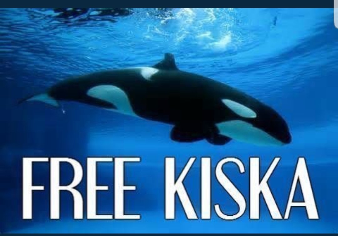 #FreeKiska 
The loneliest orca in the world.