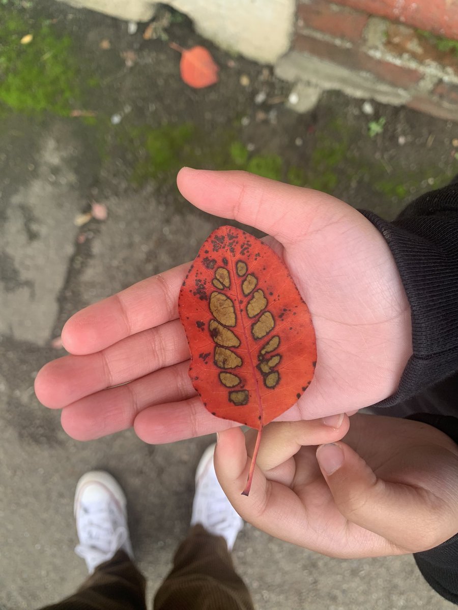 UrbanToGarden's tweet photo. Tree browsing… anyone know the name of this one “leopard tree” seems unlikely. @EthicalReading #TreesforReading @EverybodyNeedsNature #Autumnvibes https://t.co/l34DiFaiuF