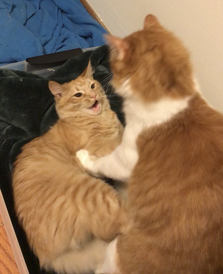 Smöl Patrick (& Gilly 🙄) tweet media