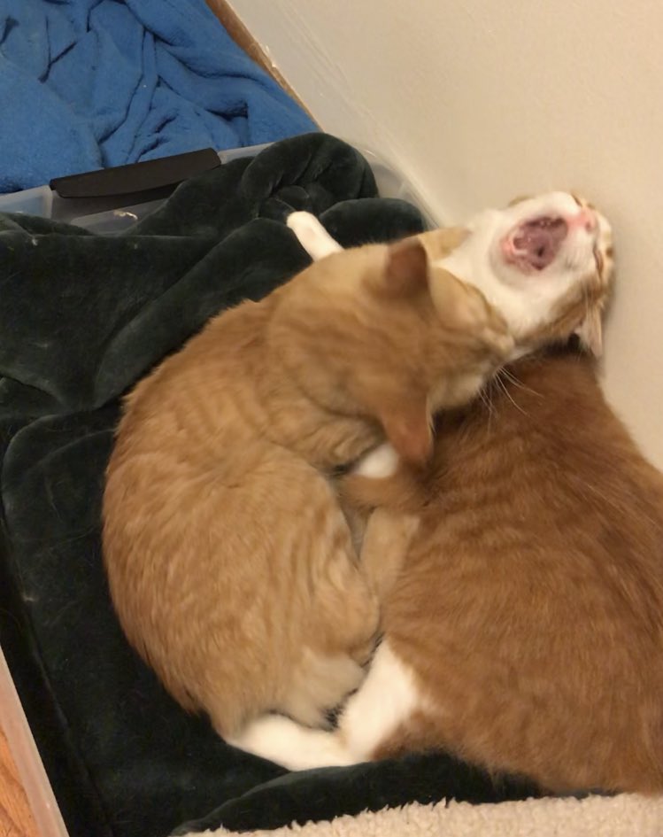 Smöl Patrick (& Gilly 🙄) tweet media