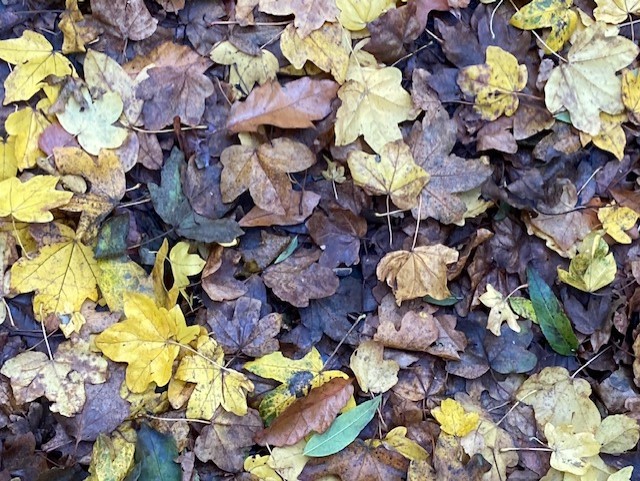 DorsetWriter's tweet photo. #SpringAndFall #Hopkins #Leafmeal
Leáves like the things of man, you
With your fresh thoughts care for, can you?
Ah! ás the heart grows older
It will come to such sights colder
By and by, nor spare a sigh
Though worlds of wanwood leafmeal lie...
It's Fall, but not yet leafmeal. https://t.co/QshB7KTiCg