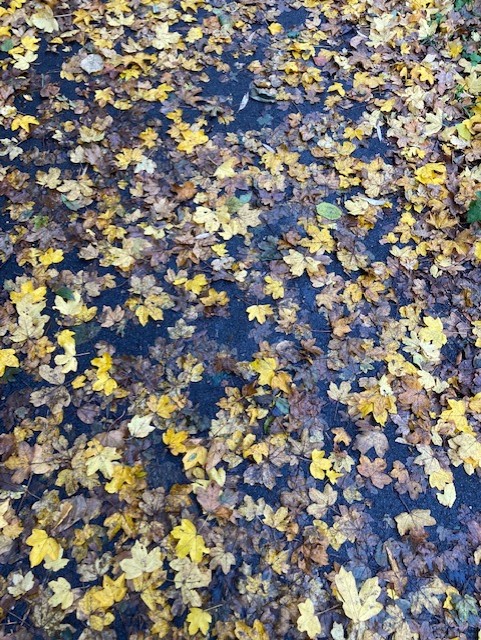 DorsetWriter's tweet photo. #SpringAndFall #Hopkins #Leafmeal
Leáves like the things of man, you
With your fresh thoughts care for, can you?
Ah! ás the heart grows older
It will come to such sights colder
By and by, nor spare a sigh
Though worlds of wanwood leafmeal lie...
It's Fall, but not yet leafmeal. https://t.co/QshB7KTiCg