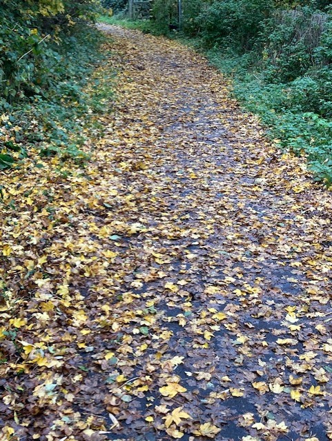 DorsetWriter's tweet photo. #SpringAndFall #Hopkins #Leafmeal
Leáves like the things of man, you
With your fresh thoughts care for, can you?
Ah! ás the heart grows older
It will come to such sights colder
By and by, nor spare a sigh
Though worlds of wanwood leafmeal lie...
It's Fall, but not yet leafmeal. https://t.co/QshB7KTiCg