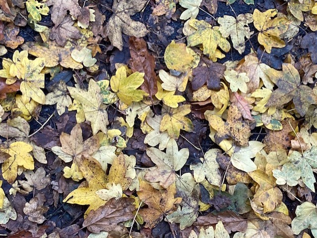 DorsetWriter's tweet photo. #SpringAndFall #Hopkins #Leafmeal
Leáves like the things of man, you
With your fresh thoughts care for, can you?
Ah! ás the heart grows older
It will come to such sights colder
By and by, nor spare a sigh
Though worlds of wanwood leafmeal lie...
It's Fall, but not yet leafmeal. https://t.co/QshB7KTiCg