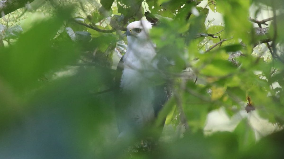 CloudbridgeR's tweet photo. Hace poco nuestros investigadores lograron ver un hermoso Aguila penachudo (Spizeatus Ornatus) juvenil, aquí en la Reserva.  Crédito: Friedrich Frank.

Our researchers recently spotted a juvenile Ornate Hawk-Eagle here on the reserve!  Photo credit: Friedrich Frank.  #cloudbridge https://t.co/q55Y1qdvNV