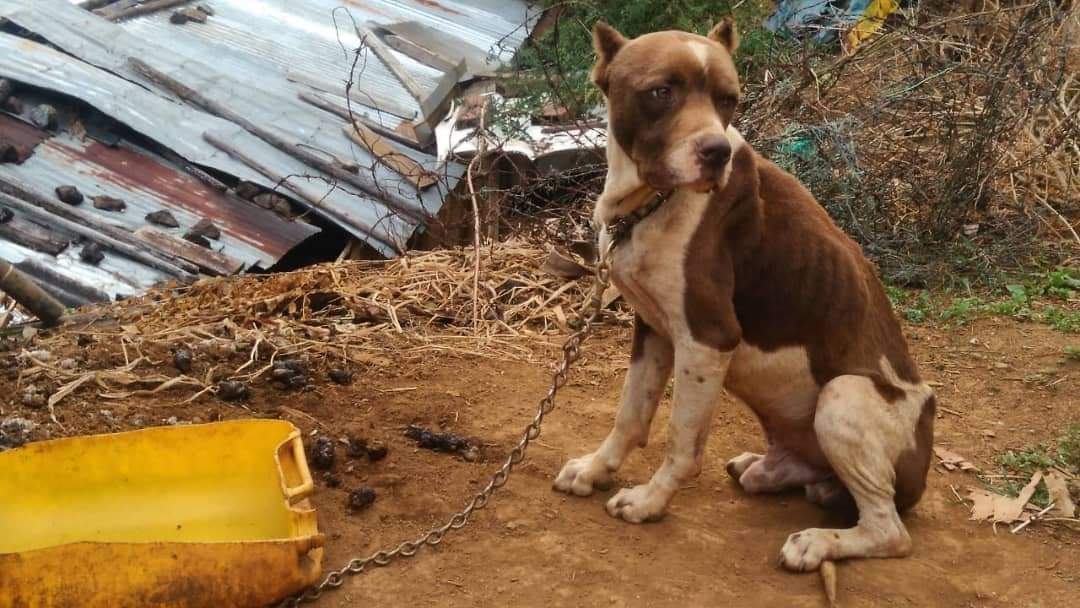 vetcsi's tweet photo. ¿El contexto es importante en la perspectiva victimológica?
Aquí uno de los animales con la etiqueta más perjudicial en la historia de la protección a la fauna doméstica en Colombia.
En #vetcsi aplicamos enfoque diferencial en el tratamiento de víctimas animales 🇨🇴 https://t.co/VMYc43051Y
