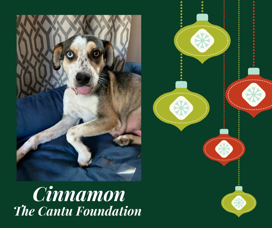 sdshelters's tweet photo. 🎅🏼🐾Santa Paws Mega Adoption Event🎅🏼🐾 at Grossmont Centeron December 11th would like you to meet Adoptable Cinnamon from The Cantu Foundation!
I'm everything you’ve ever wanted in a doggo. I am around 1-3 years old and a catahoula leopard mix. 
https://t.co/JVB3Amh8Ec https://t.co/oPLTI6Msrx