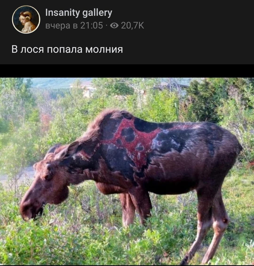 AAVELENET's tweet photo. что https://t.co/ZHM8PSmFaX