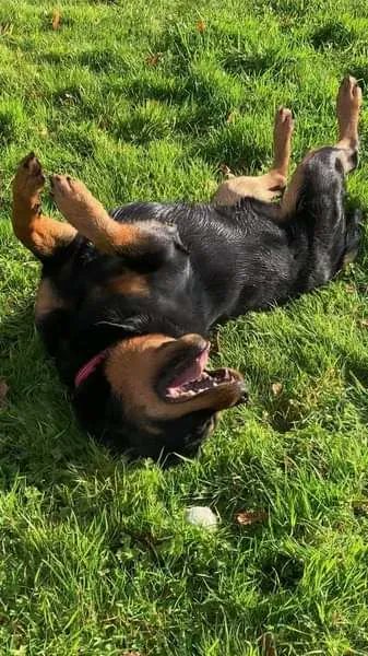 Name REGGIE
Age 4
Location NORTH WALES
Re-home NATIONWIDE
Details and enquiry form findingfureverhomes.org.uk/dogs/REGGIE/
Please retweet