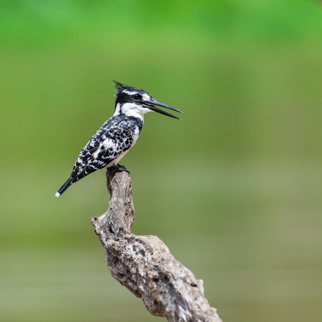 Vayenitravel's tweet photo. It's a bird paradise along the Zambezi river!

#piedkingfisher #piscivore #vayeni #vayenisafaris #weshareafrica https://t.co/QxQ5jG9YDU